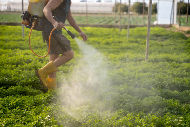 Best Pest Control for Homes  in Lido Beach, NY