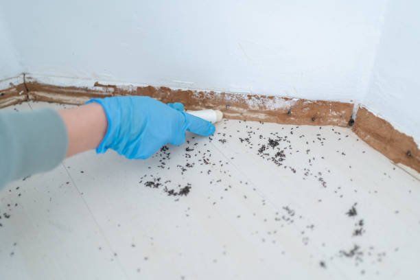 Best Termite Control Services  in Lido Beach, NY